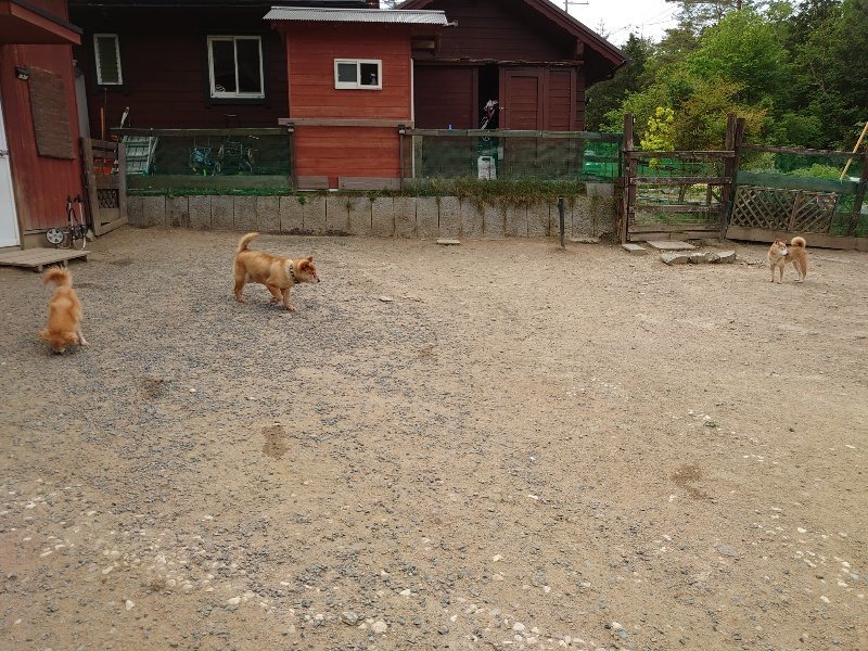 f:id:roukenhome-ann:20200515165434j:plain f:id:roukenhome-ann:20200515165434j:plain