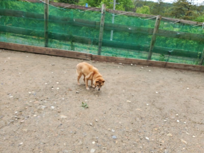 f：id：roukenhome-ann：20200518202744j：plain