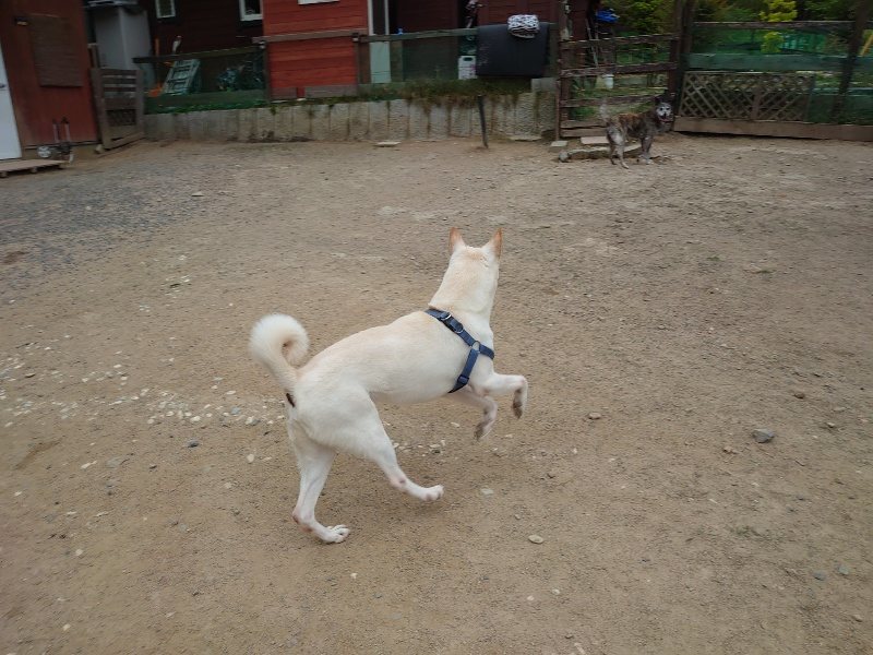 f：id：roukenhome-ann：20200518202803j：plain