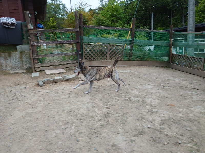 f：id：roukenhome-ann：20200518202909j：plain
