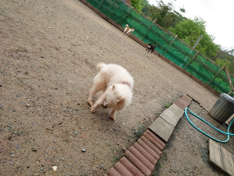 f：id：roukenhome-ann：20200518205528j：plain