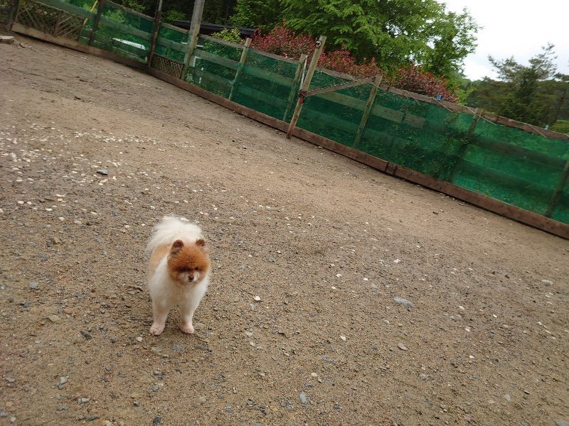 f：id：roukenhome-ann：20200518211157j：plain