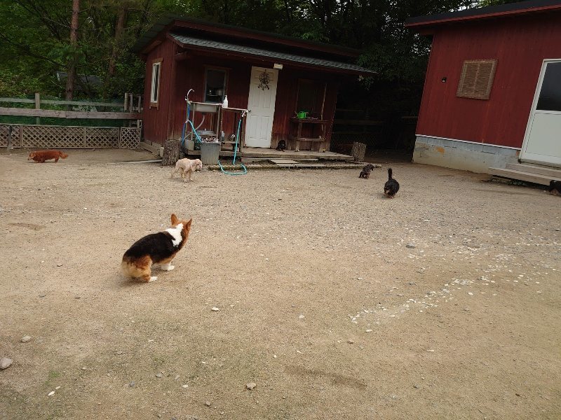 f：id：roukenhome-ann：20200521185013j：plain