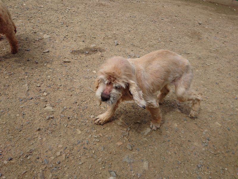 f：id：roukenhome-ann：20200521185413j：plain
