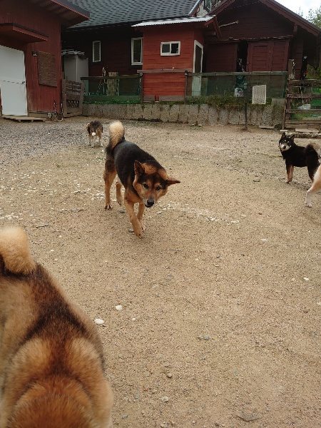 f：id：roukenhome-ann：20200521185751j：plain