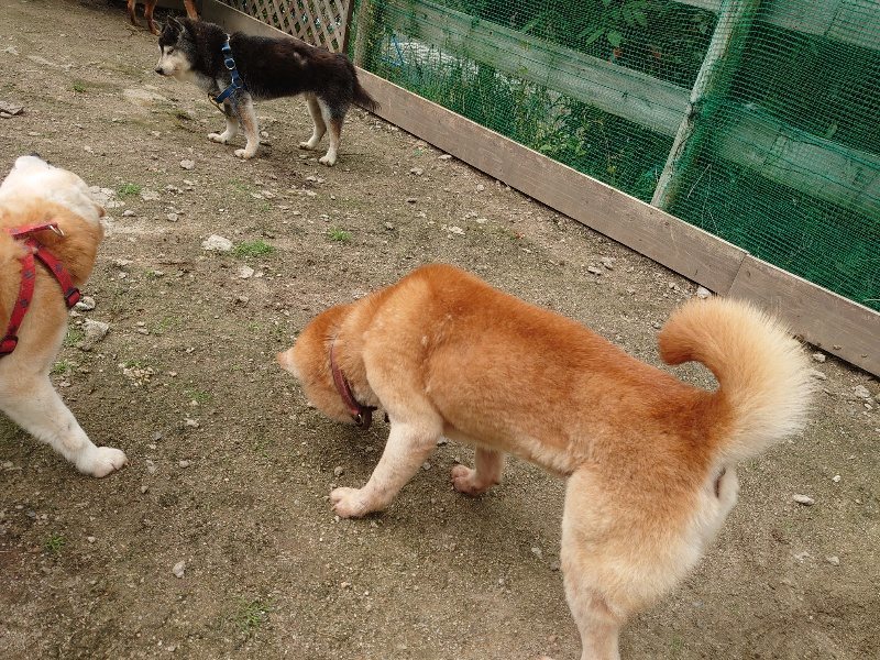 f：id：roukenhome-ann：20200521185900j：plain