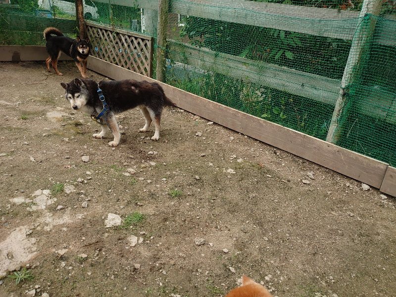 f：id：roukenhome-ann：20200521185911j：plain