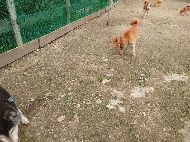 f：id：roukenhome-ann：20200521191151j：plain