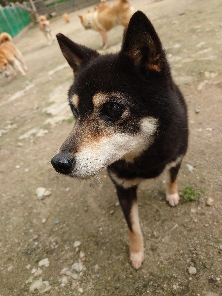 f：id：roukenhome-ann：20200521191216j：plain