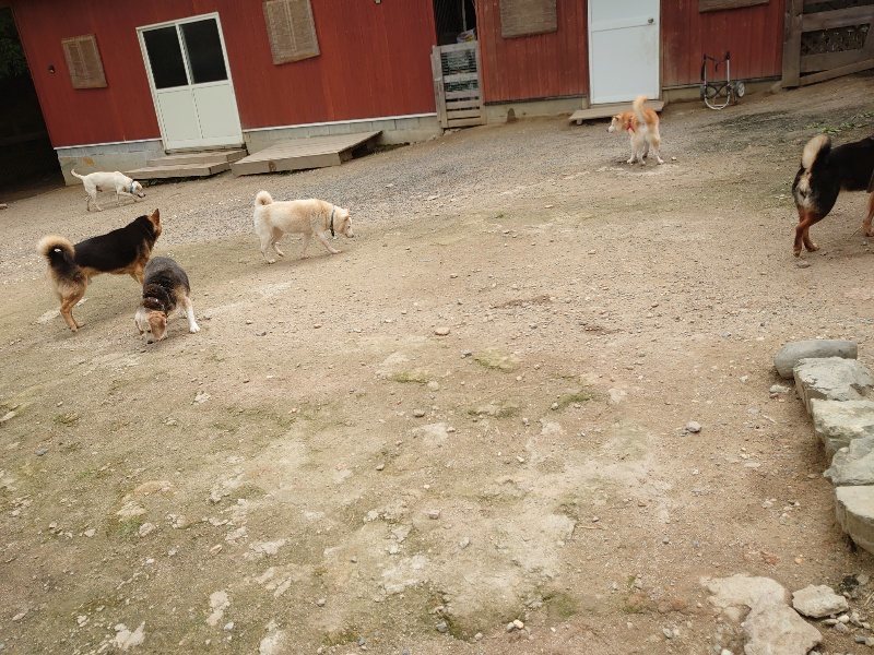 f：id：roukenhome-ann：20200521191226j：plain