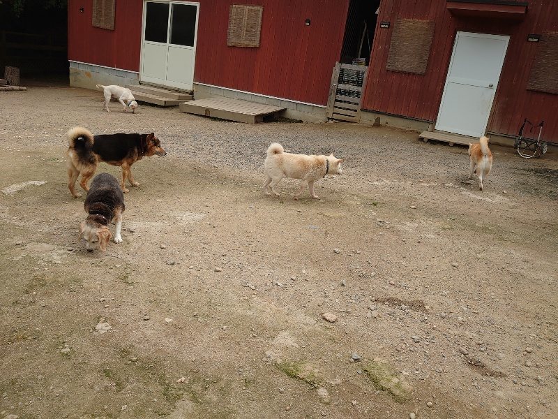 f：id：roukenhome-ann：20200521191237j：plain