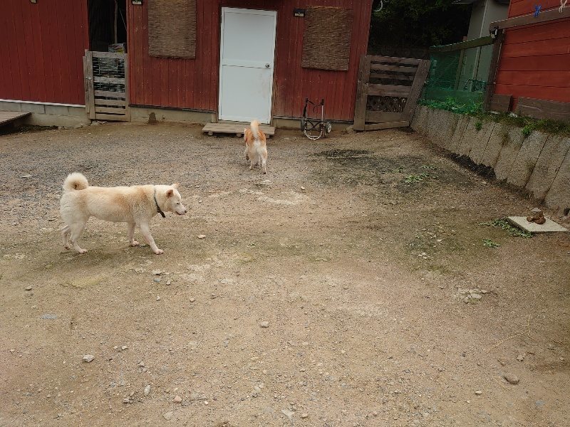 f：id：roukenhome-ann：20200521191243j：plain