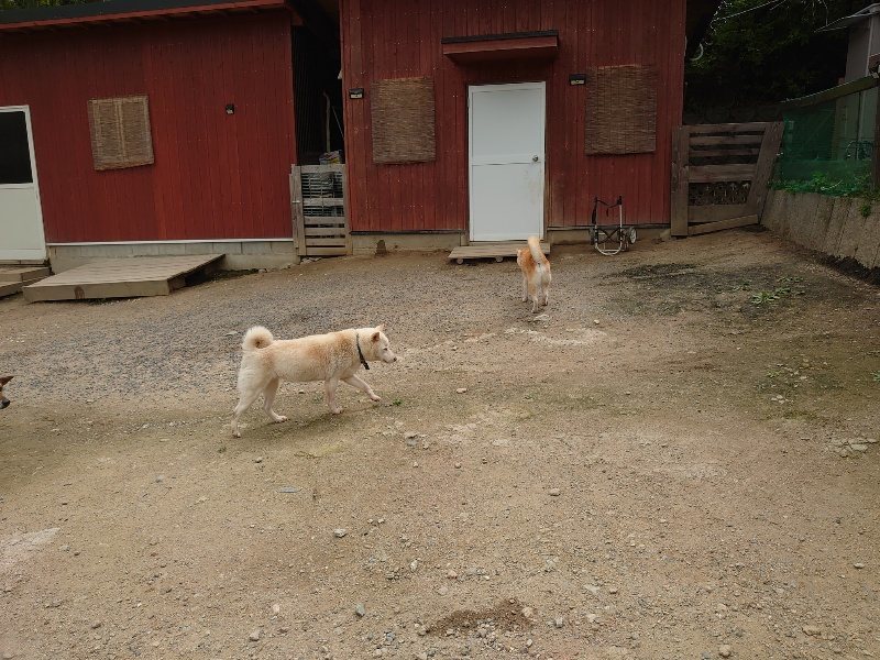 f：id：roukenhome-ann：20200521191247j：plain