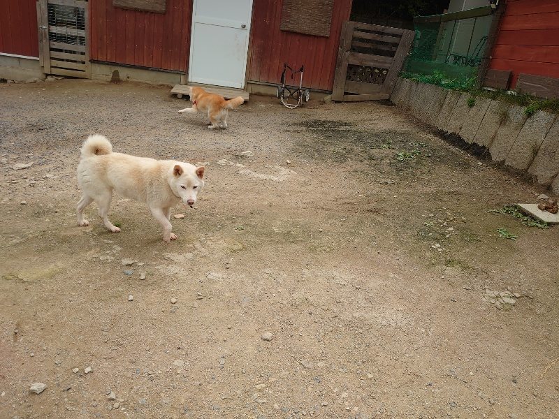 f：id：roukenhome-ann：20200521191253j：plain