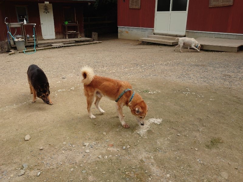 f：id：roukenhome-ann：20200521191345j：plain