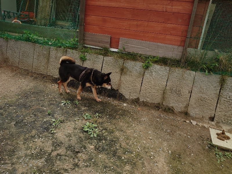 f：id：roukenhome-ann：20200521191502j：plain