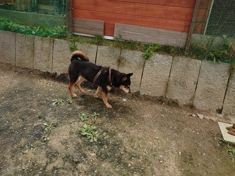 f：id：roukenhome-ann：20200521191508j：plain