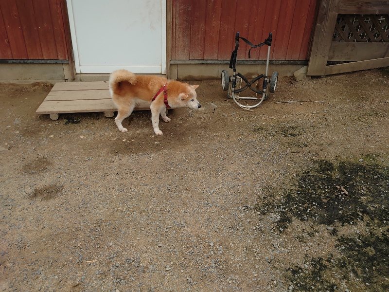 f：id：roukenhome-ann：20200521191537j：plain