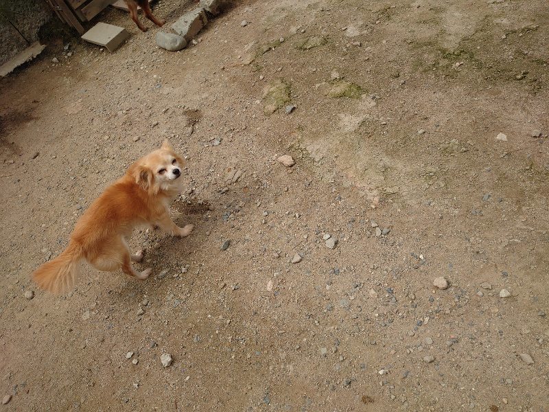 f：id：roukenhome-ann：20200521191640j：plain