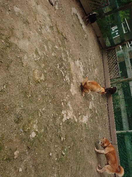 f：id：roukenhome-ann：20200521191649j：plain
