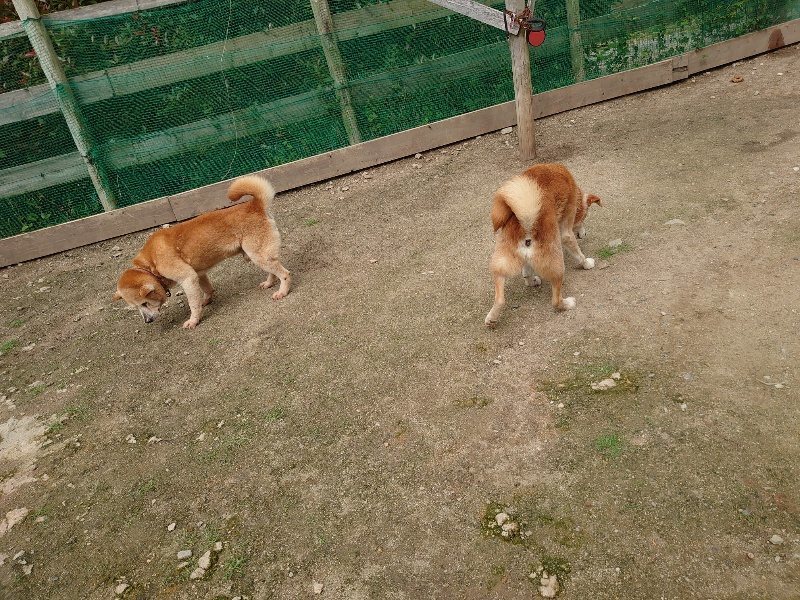 f：id：roukenhome-ann：20200521191658j：plain