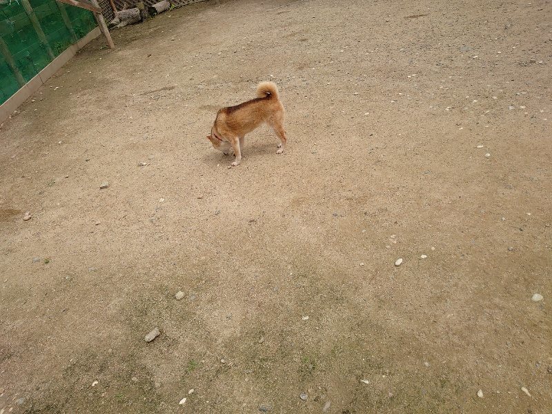 f：id：roukenhome-ann：20200521191709j：plain