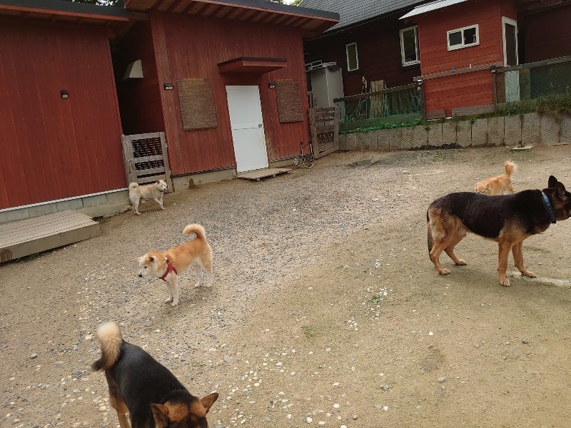 f：id：roukenhome-ann：20200521191740j：plain