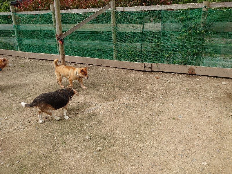 f：id：roukenhome-ann：20200521191809j：plain