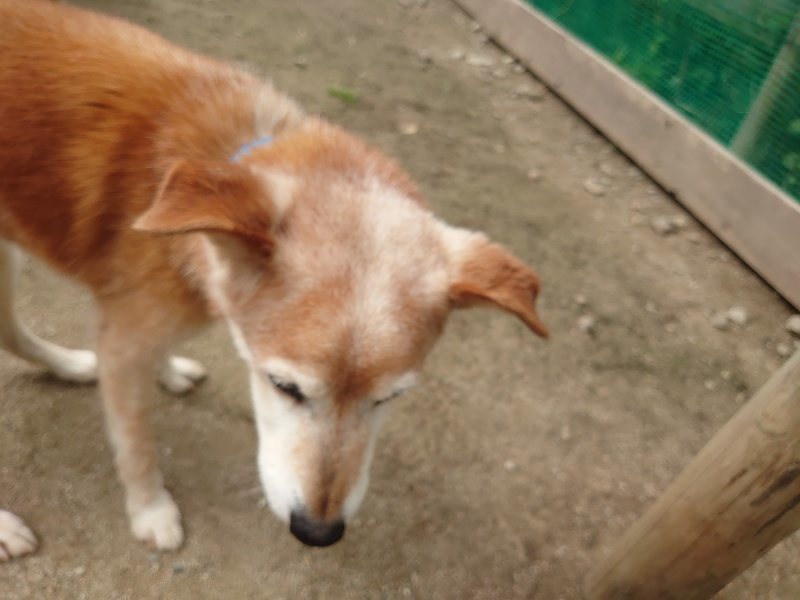 f：id：roukenhome-ann：20200521191929j：plain