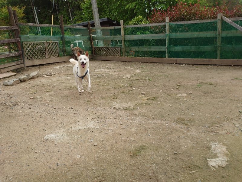 f：id：roukenhome-ann：20200521191946j：plain
