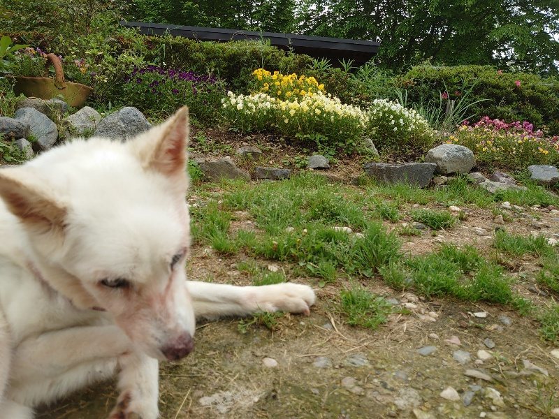 f：id：roukenhome-ann：20200521192226j：plain