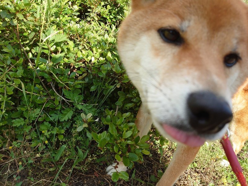 f:id:roukenhome-ann:20200525130153j:plain