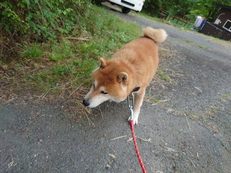 f:id:roukenhome-ann:20200525130214j:plain
