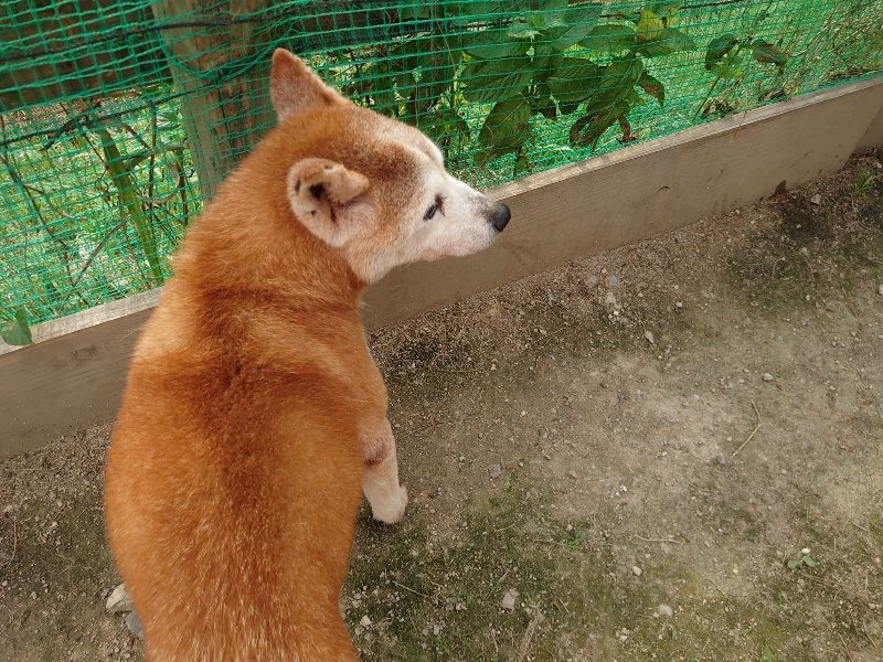 f：id：roukenhome-ann：20200526070508j：plain