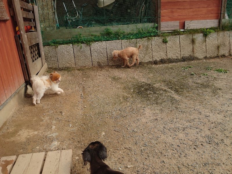 f：id：roukenhome-ann：20200526071412j：plain