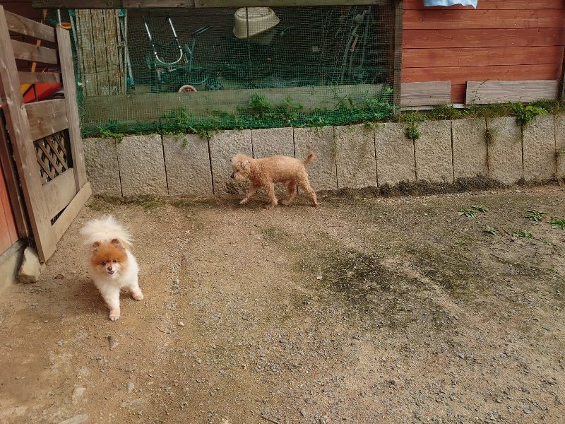 f：id：roukenhome-ann：20200526071451j：plain