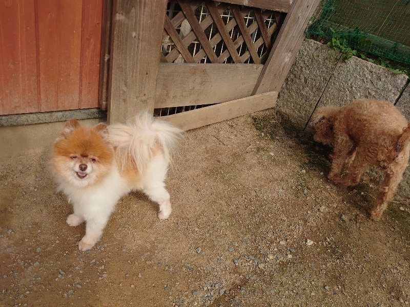 f：id：roukenhome-ann：20200526071626j：plain