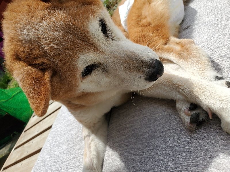 f:id:roukenhome-ann:20200527194330j:plain f:id:roukenhome-ann:20200527194330j:plain