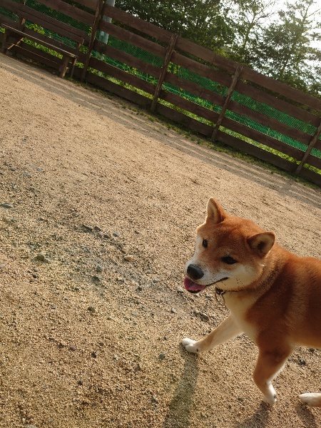 f：id：roukenhome-ann：20200528122611j：plain