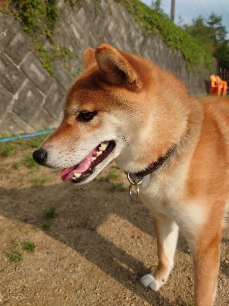 f：id：roukenhome-ann：20200528122614j：plain