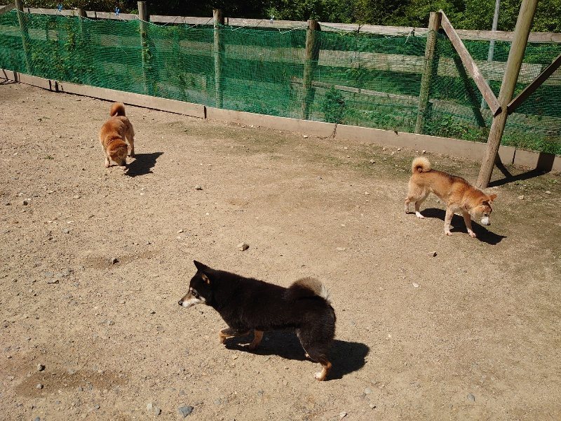 f：id：roukenhome-ann：20200528130941j：plain