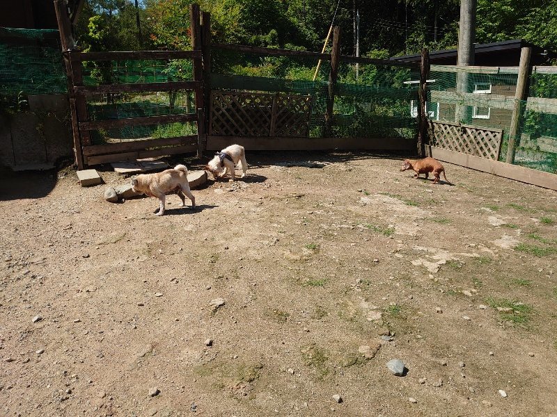 f：id：roukenhome-ann：20200528131226j：plain