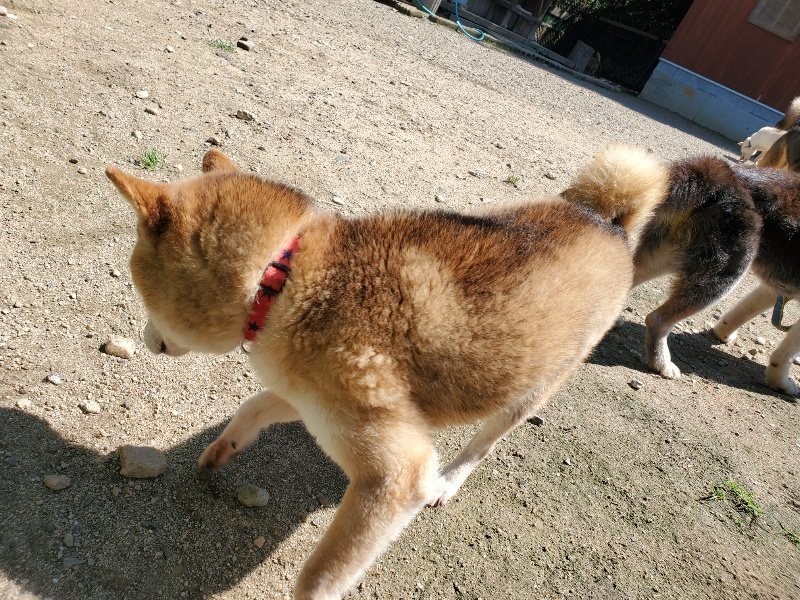 f:id:roukenhome-ann:20200528150611j:plain f:id:roukenhome-ann:20200528150611j:plain
