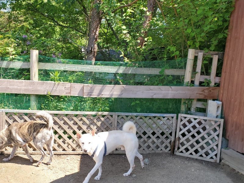 f:id:roukenhome-ann:20200528151003j:plain f:id:roukenhome-ann:20200528151003j:plain