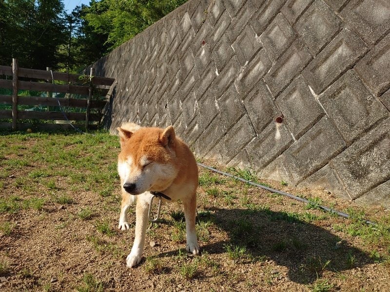 f：id：roukenhome-ann：20200529155642j：plain