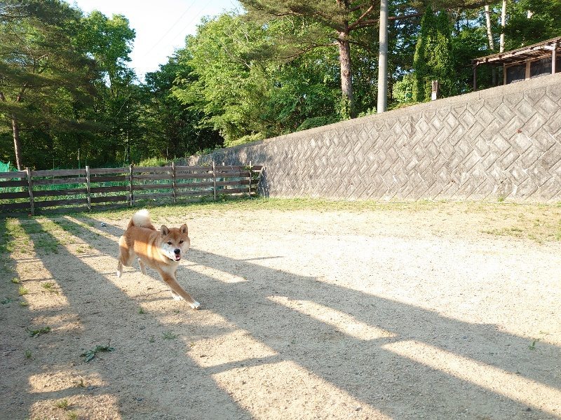 f：id：roukenhome-ann：20200529155744j：plain