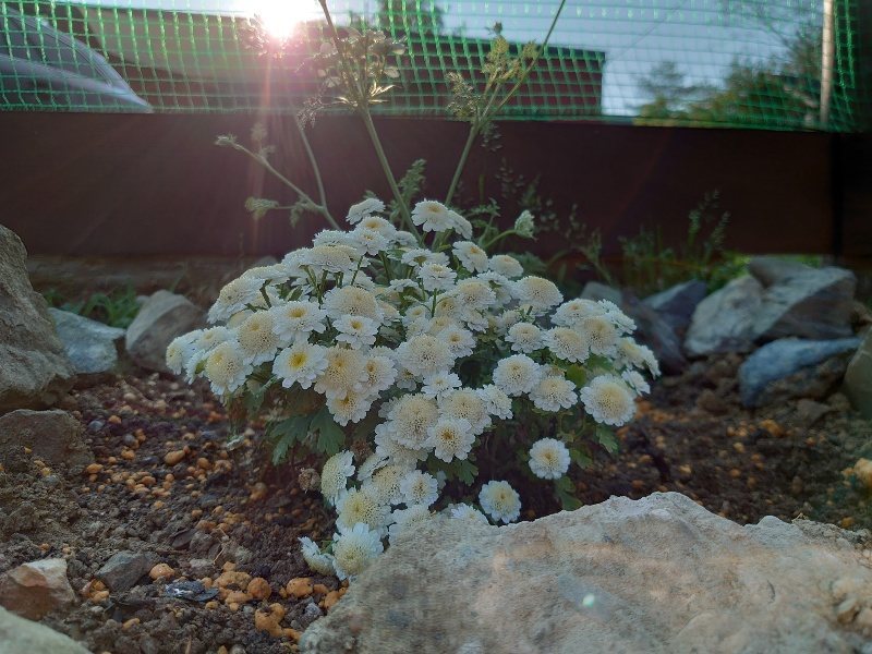 f：id：roukenhome-ann：20200529160355j：plain