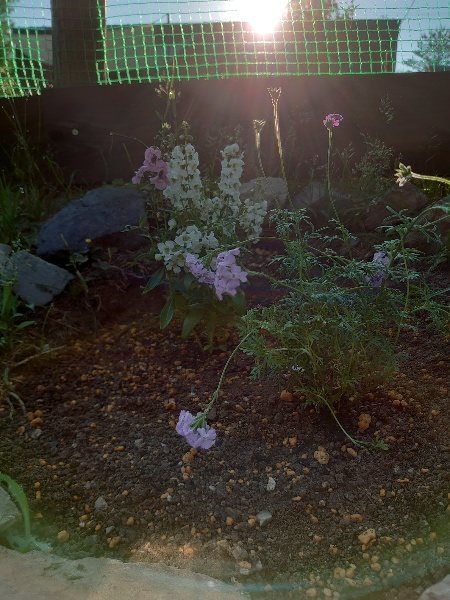 f：id：roukenhome-ann：20200529160416j：plain