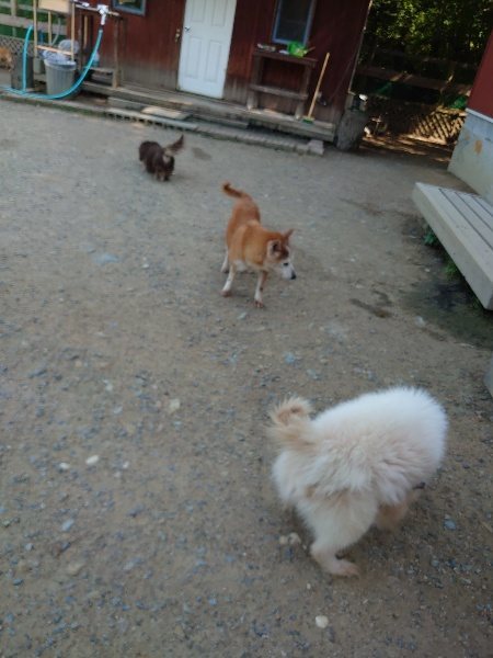 f：id：roukenhome-ann：20200529161231j：plain