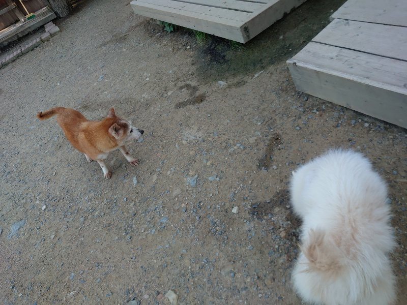 f：id：roukenhome-ann：20200529161236j：plain